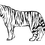 Desenho de tigre