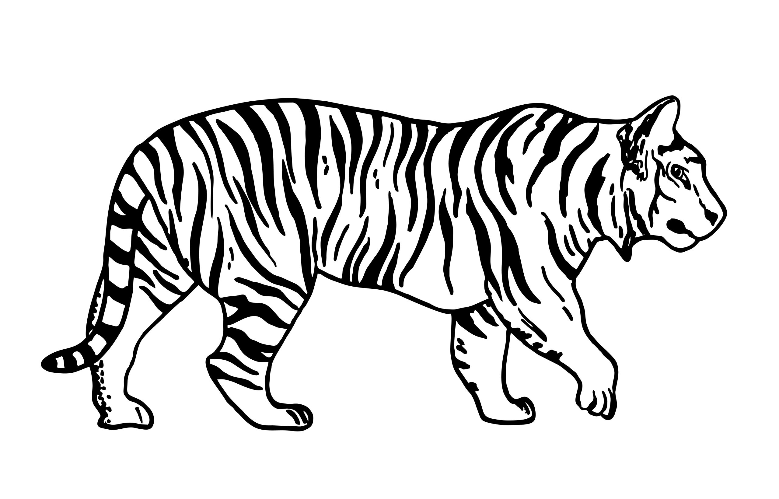 Tigre-caminhando